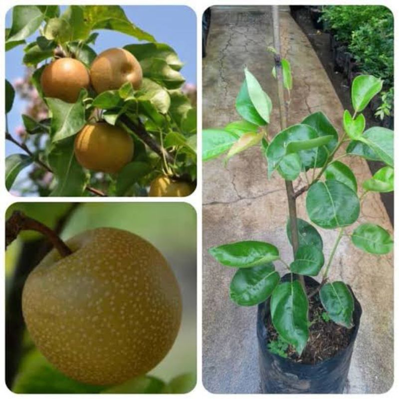 bibit buah pir madu asia