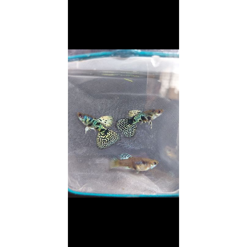 pajangan aquarium guppy ytkc sepair