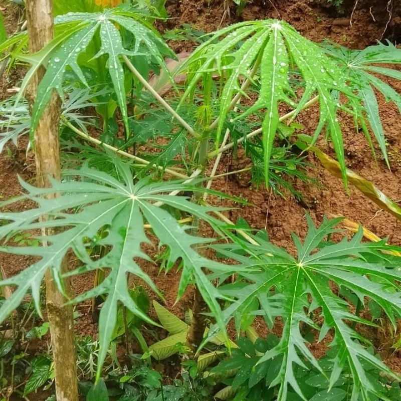 

Daun Betadin | Daun yodium Segar | Tanaman Herbal Alami