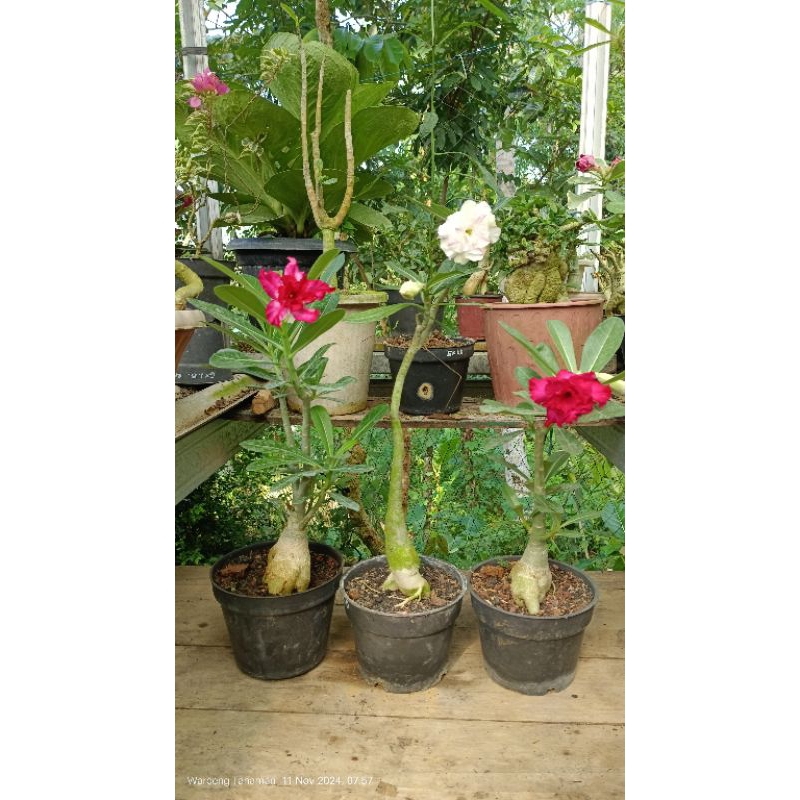 PROMO ADENIUM ORIGINAL DARI BIJI/ADENIUM SILANGAN/ADENIUM KOLEKSI
