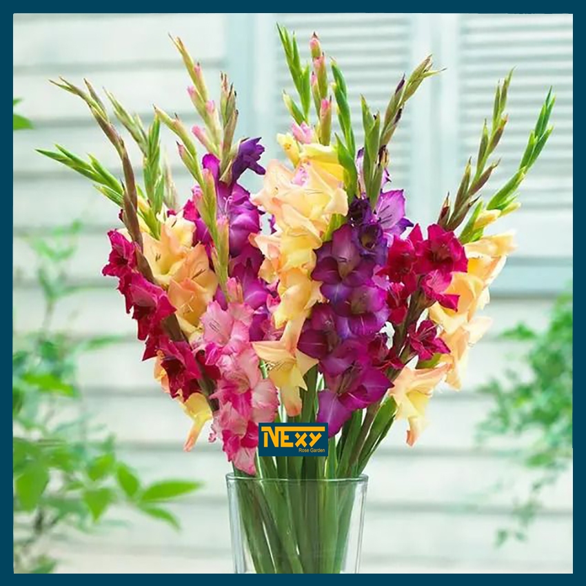 Bibit Bunga Gladiol (Masih Berbentuk Umbi) Paket 1 Kg Warna Mix