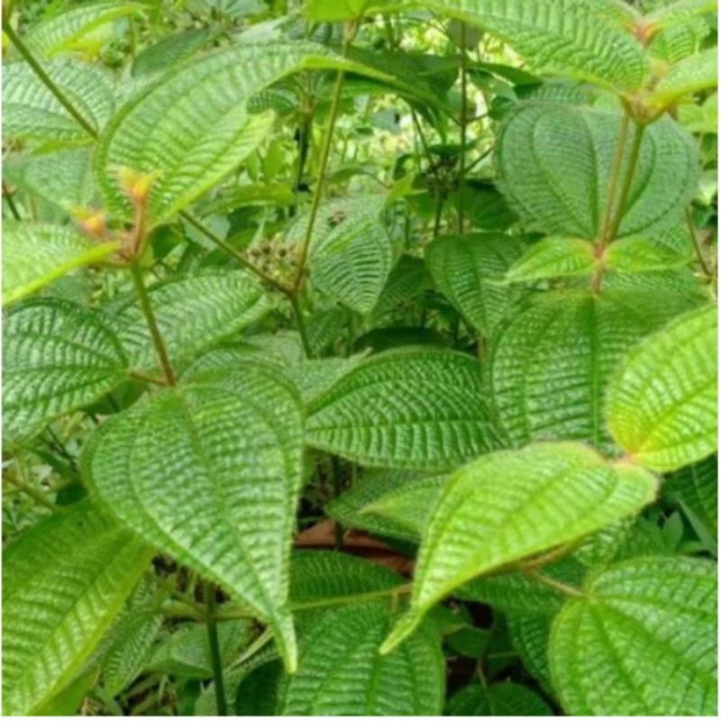 

daun harendong bulu/senggani bulu/ daun pepetian/250g