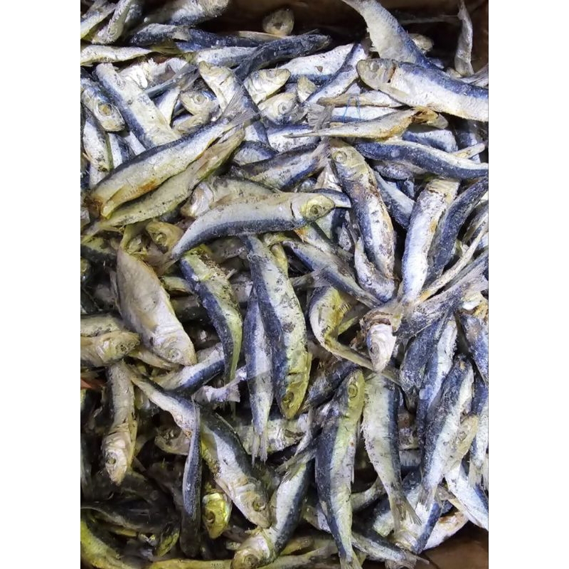 

Paket Hemat Ikan Asin Tembang 10.000 Kemasan Vacum