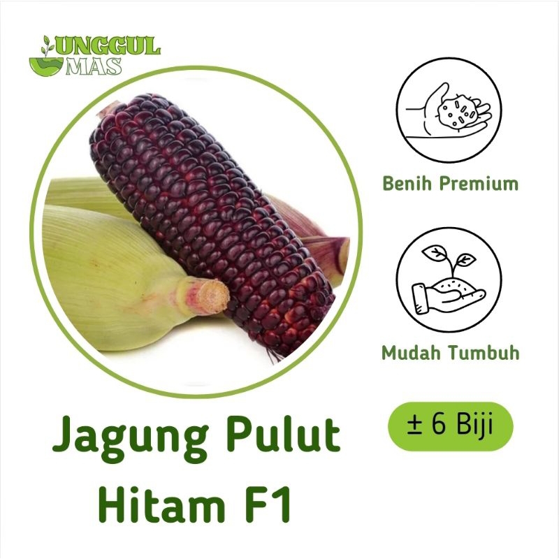 UnggulMas - 6 Benih Jangung Pulut Hitam F1 Premium Unggul Manis Murah / Biji Jangung Ketan Hitam Bes