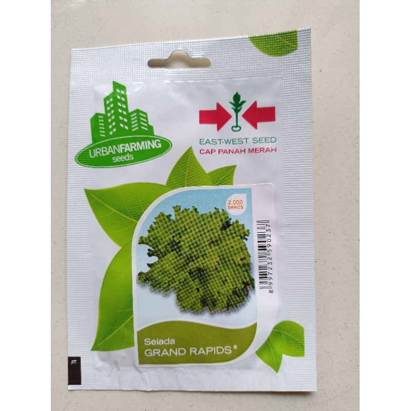 Benih selada kualitas baik/benih panah merah