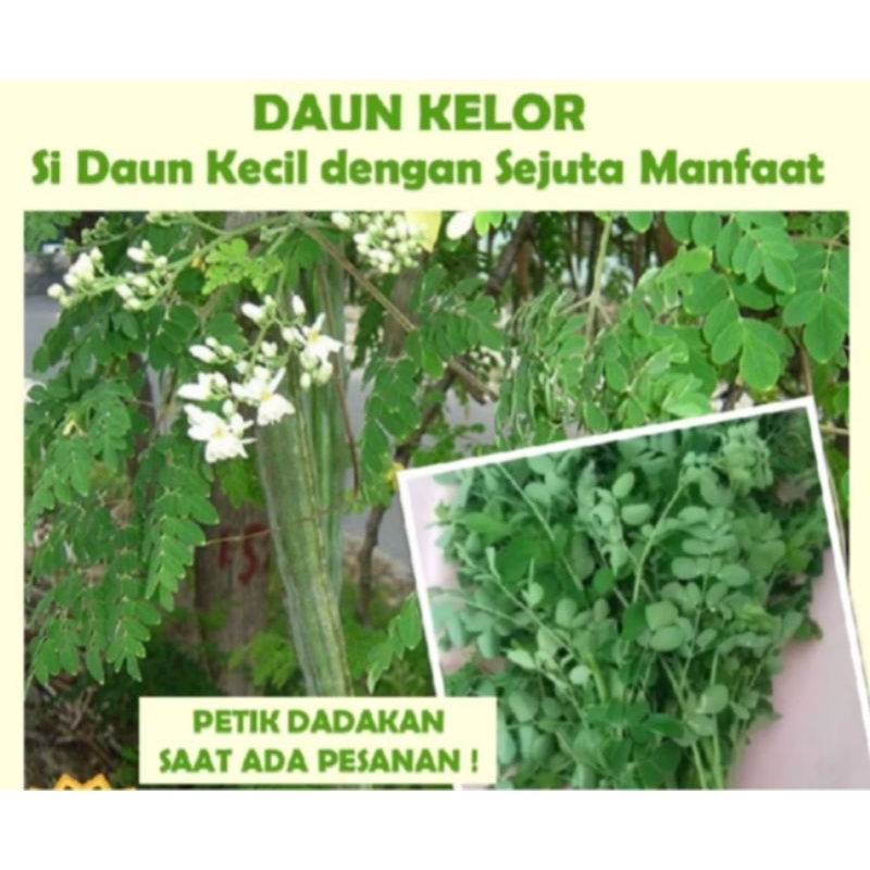 

Daun kelor segar 100gr berkualitas