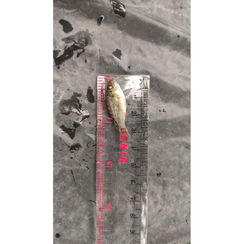 Bibit ikan nila hitam ukuran 2-4 cm