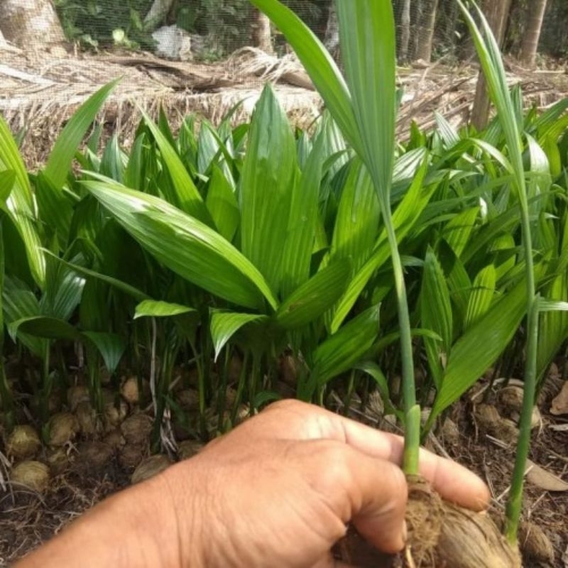 10 bibit pinang betara asli