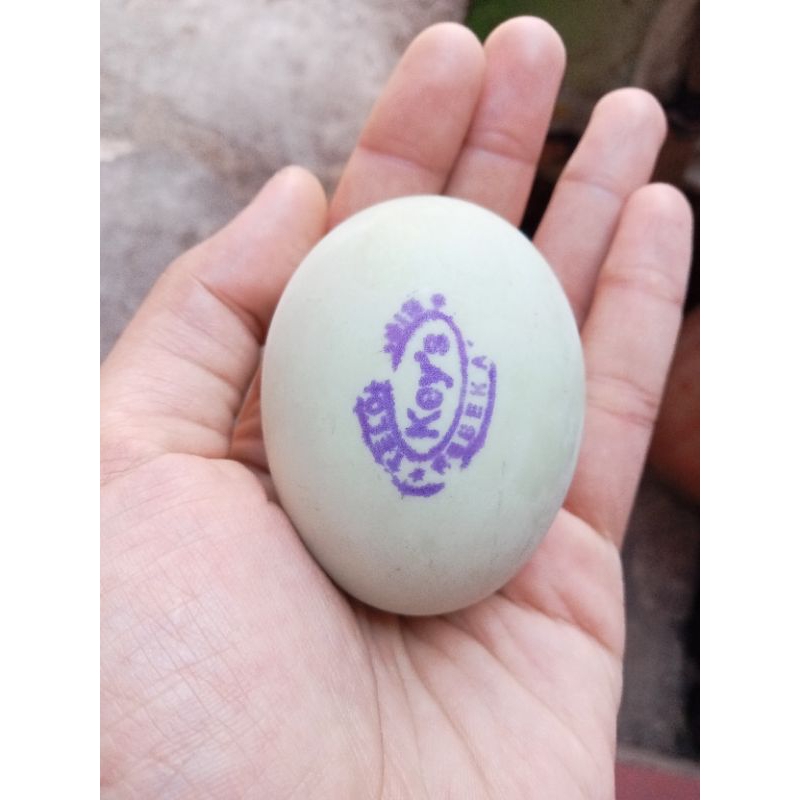 

TELUR ASIN (telur bebek asli)