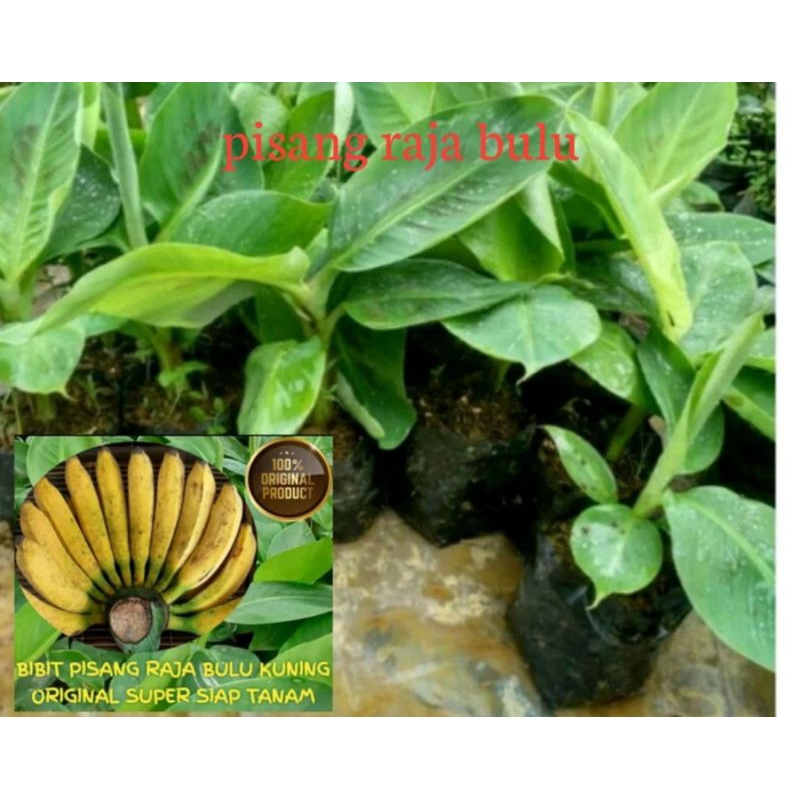 bibit pohon pisang raja