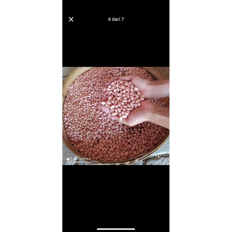 

KACANG TANAH MERAH PUTIH TANPA KULIT ASLI WONOGIRI