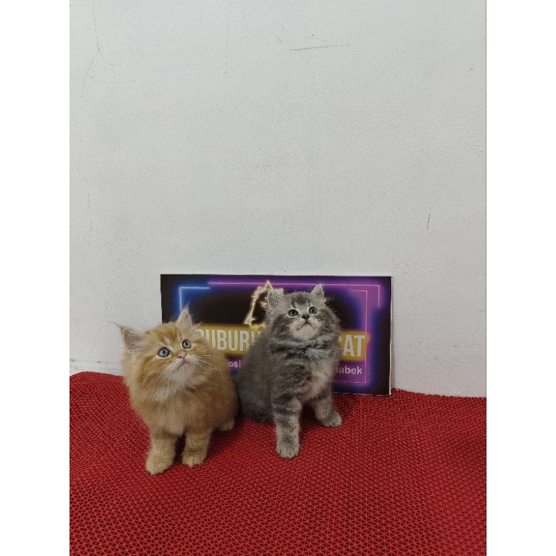 Munchkin NS mix Persian flatnose