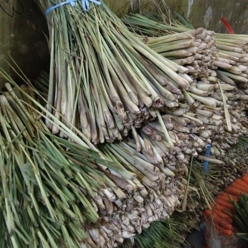 

1 Kg SEREH SERAI FRESH LEMON GRASS RIMPANG ASLI BUMBU MASAK