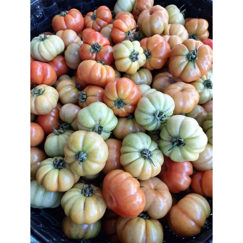 

Tomat Ranti 1 kg