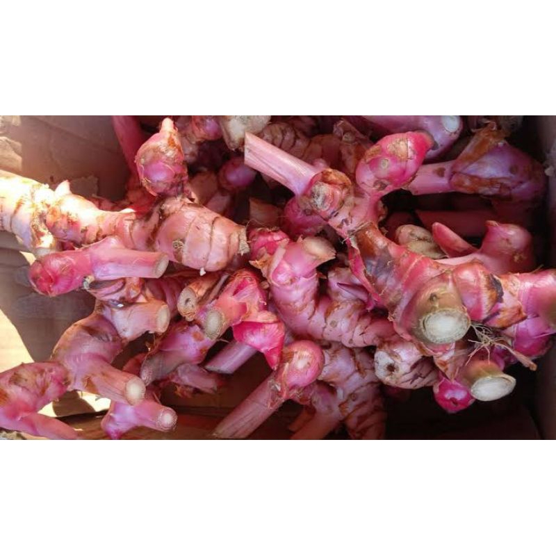 

Lengkuas Segar Langsung dari Petani – Wangi & Berkualitas!