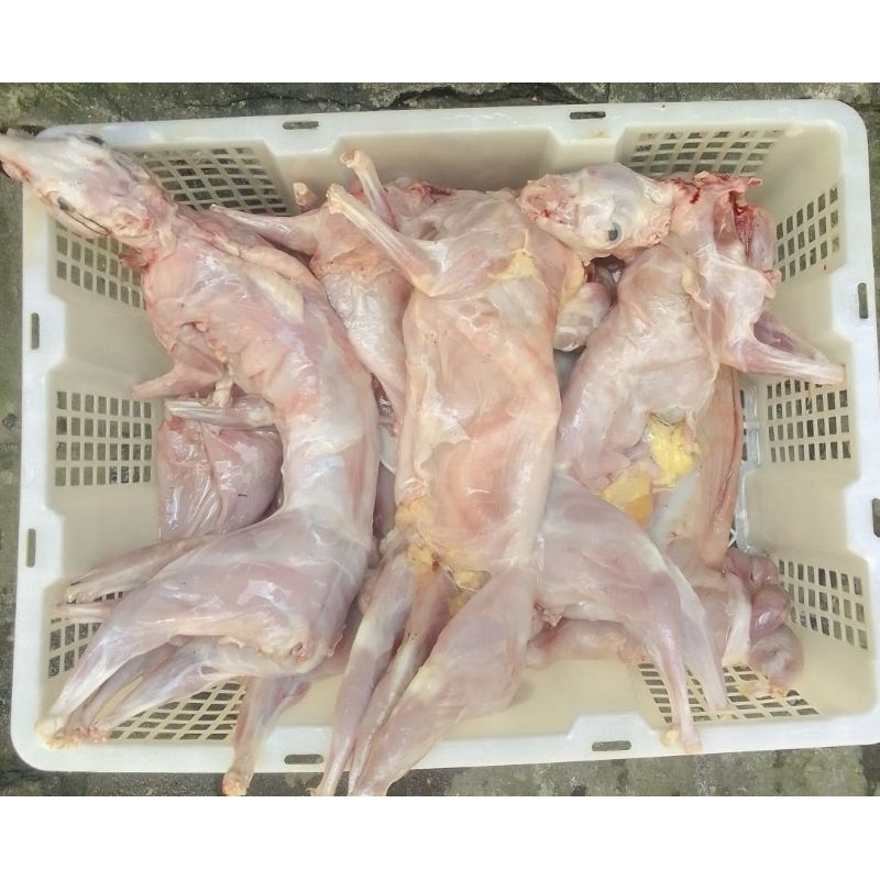 

daging kelinci 1 ekor segar