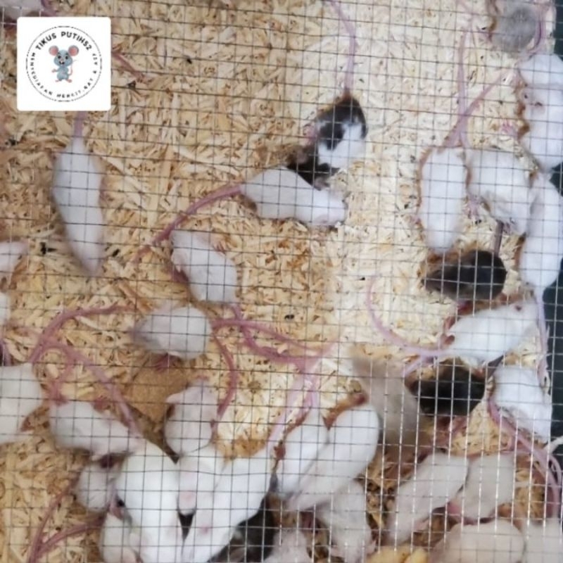 Tikus putih Mencit jumper (8-12 gram)