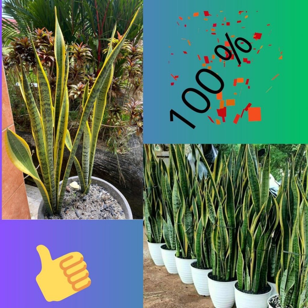 Terlaris.. Pohon Salam Rimbun,  Pohon Salam Besar