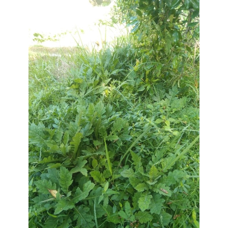 

daun dewa perlembar/perdaun