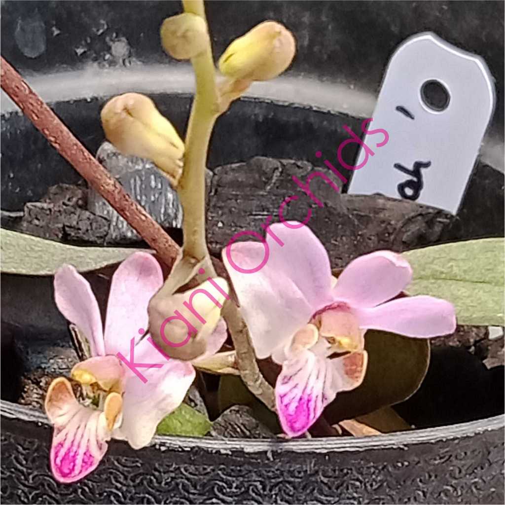 Anggrek Doritis Phalaenopsis pulcherrima Dewasa