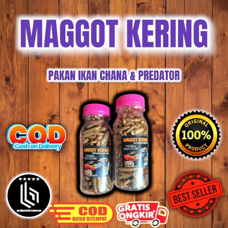 MAGGOT SUPER SOLID COCOK UNTUK IKAN HIAS PREDATOR CHANA KOI ARWANA BLUE PULCHRA AURANTI LIMBATA ASIA