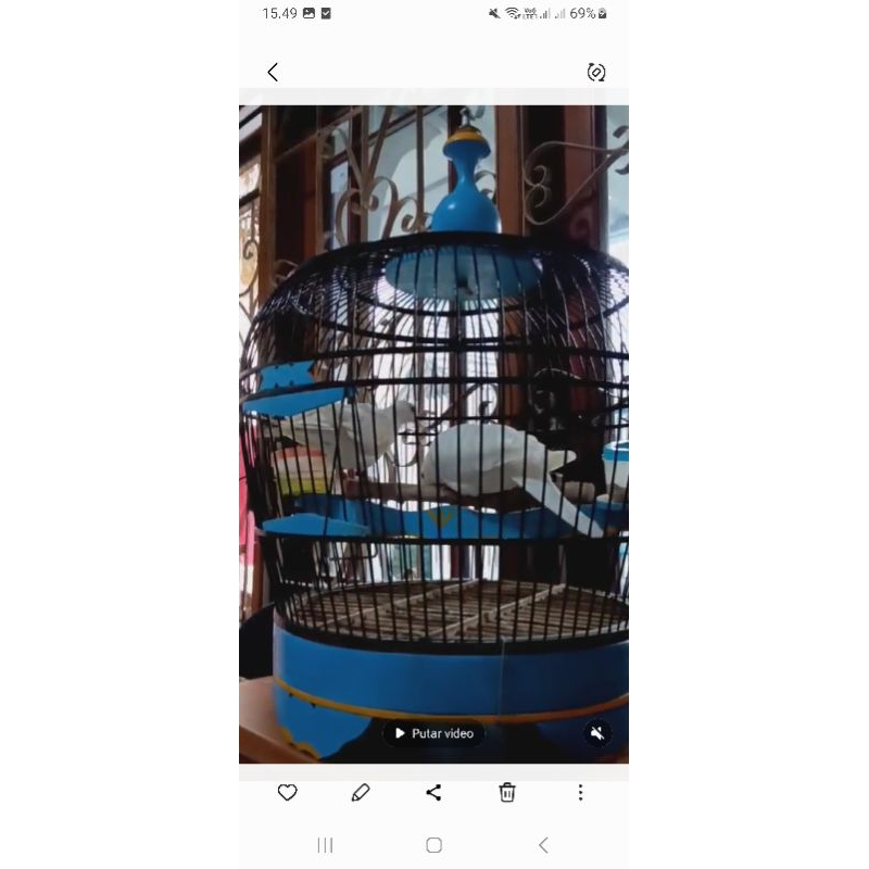 puter pelung putih sepasang