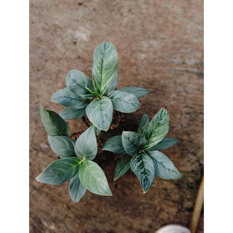 Aglaonema Silver Carly