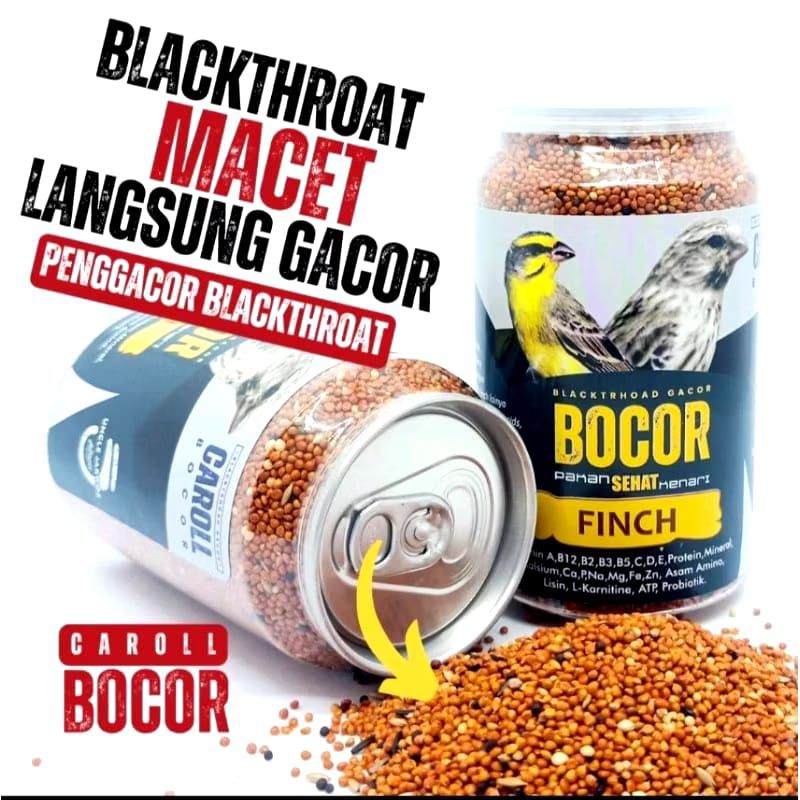 BOCOR CAROLL BLACKTROOTH SANGER MACET LANGSUNG GACOR