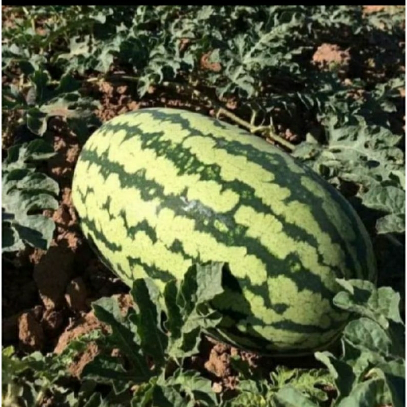 

SEMANGKA MERAH 25 BIJI