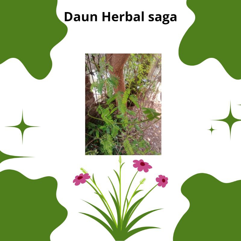 

daun herbal daun saga 250gram
