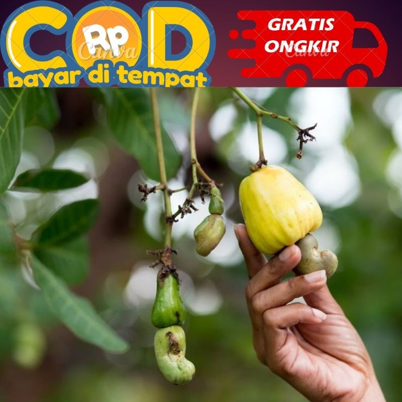 

kulit pohon jambu mente / jambu monyet 100 gram