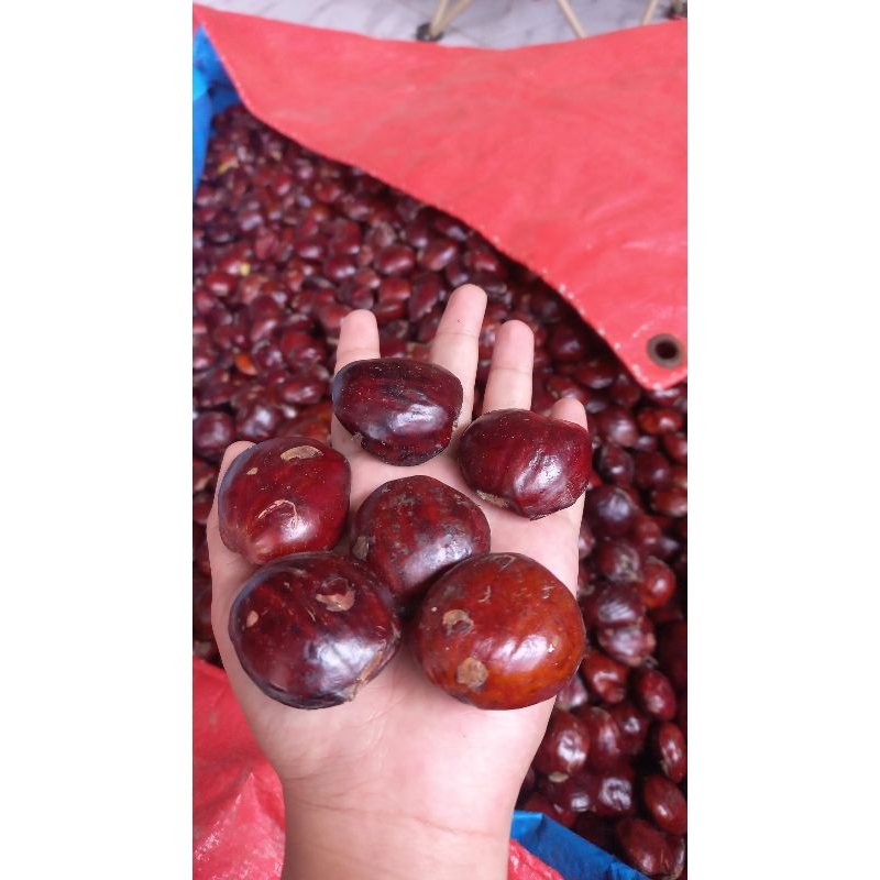 

jengkol full tua 1kg