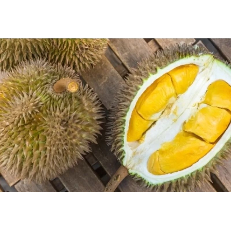 Bibit Durian Bawor Okulasi Cepat berbuah