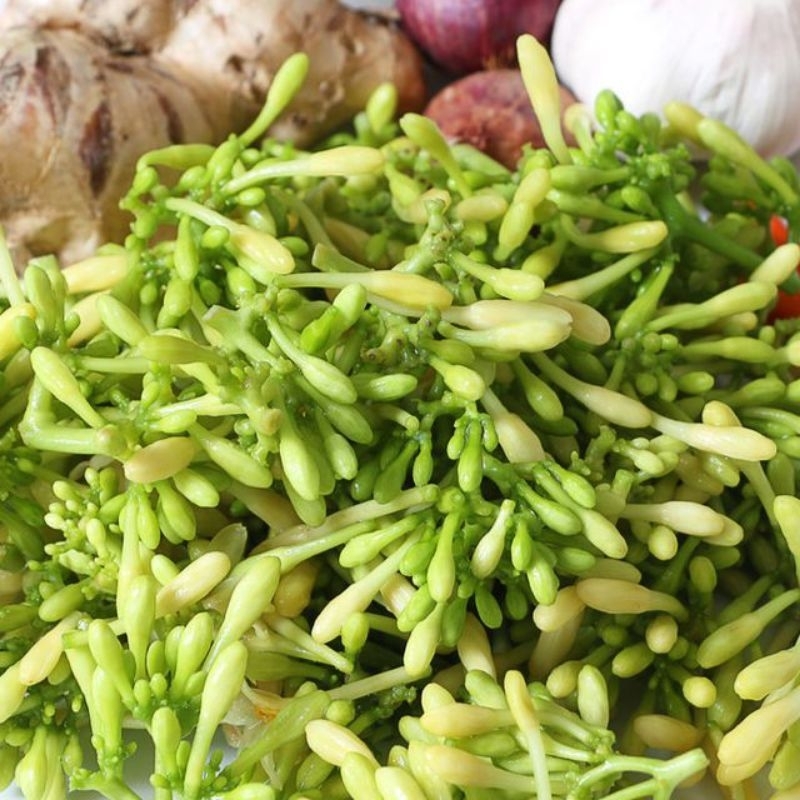 

kembang paya 200gr