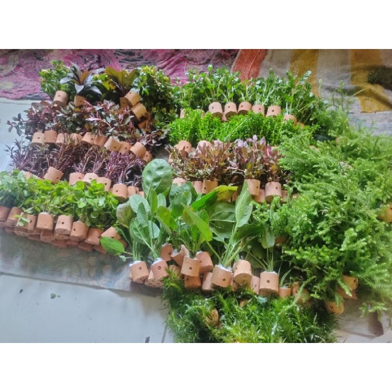 paket 10 pot 10 jenis tanaman aquascape