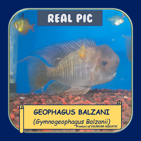 IKAN HIAS AIR TAWAR / IKAN AQUASCAPE - IKAN BALZANI / GEOPHAGUS BALZANI / GYMNOGHEOPHAGUS BALZANII /