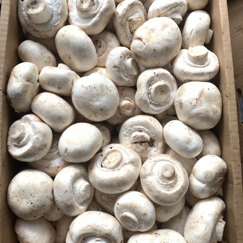 

jamur kancing 250 gr