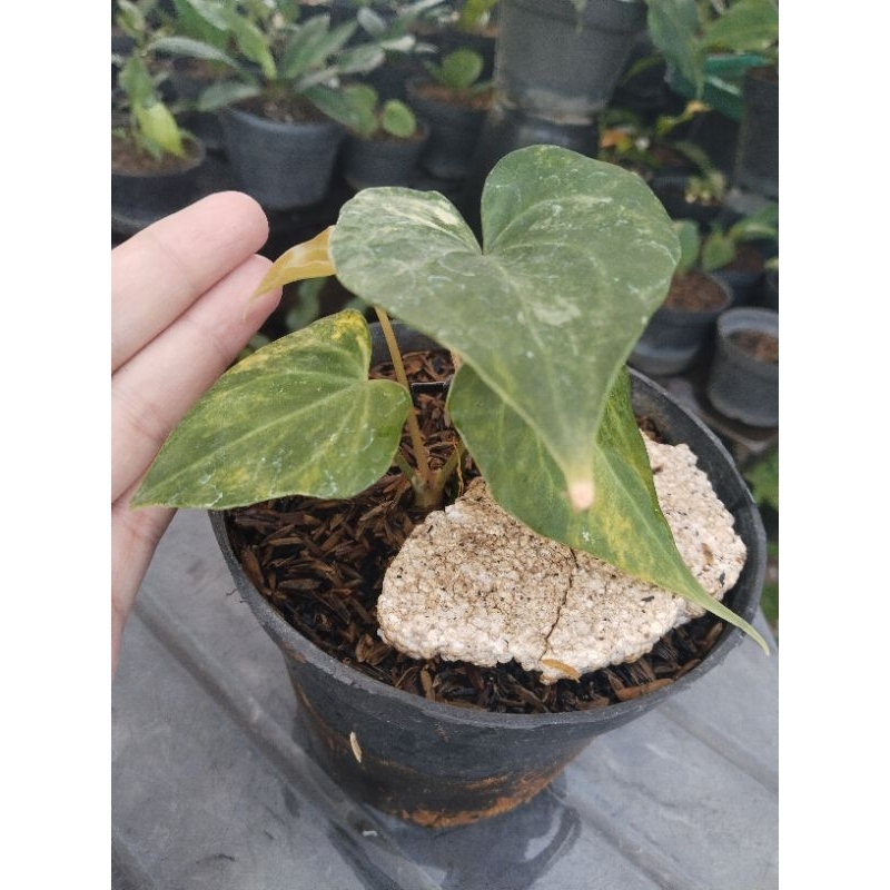 anthurium clarinervium varigata mewah ( daun tebal )