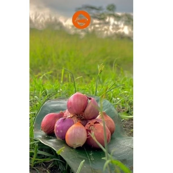 

Bawang Merah lokal Kering