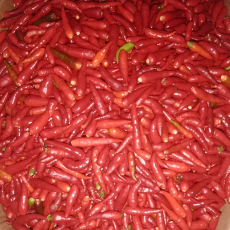 

cabe rawit merah petikan 1kg