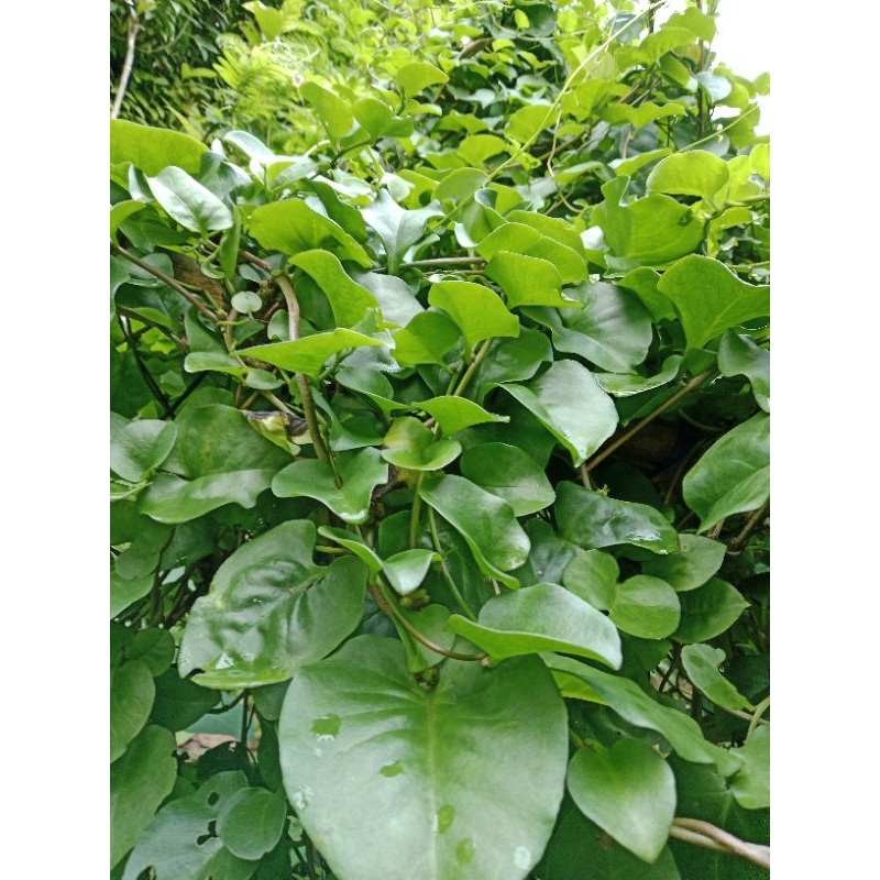 

DAUN BINAHONG HIJAU OBAT HERBAL 250 GRAM