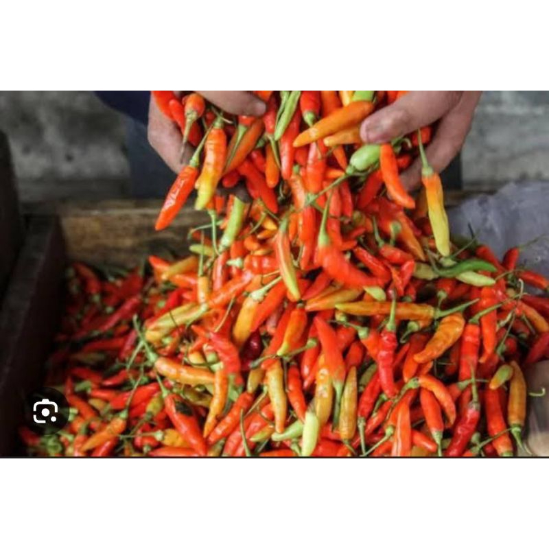

CABE RAWIT ORI BERKUALITAS 1 Kg TERMURAH