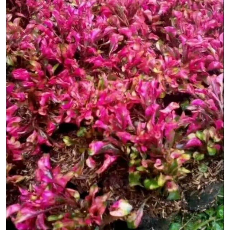 Tanaman hias krokot merah - pohon krokot merah - krokot merah