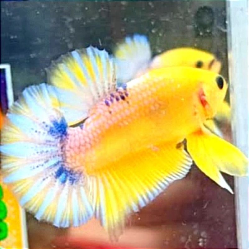 Plakat Hiasan Kamar Yellow Hellboy Fancy Male/Female
