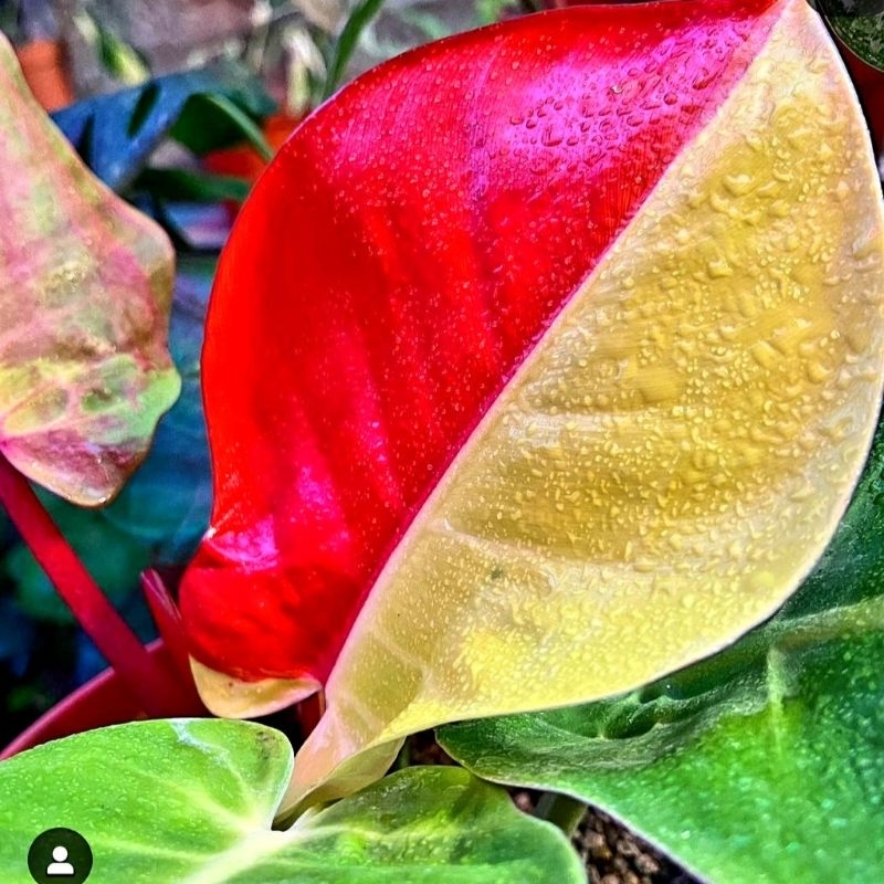 Tanaman Hias Philodendron Red Moon Varigata/ Tanaman hias mini/ Bunga hidup/ tanaman/ Bibit bunga hi