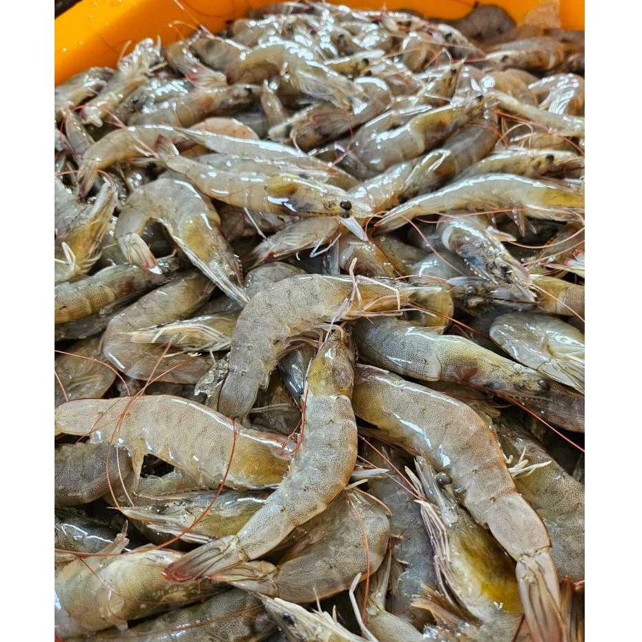 

UDANG VANAME SEGAR UKURAN MEDIUM