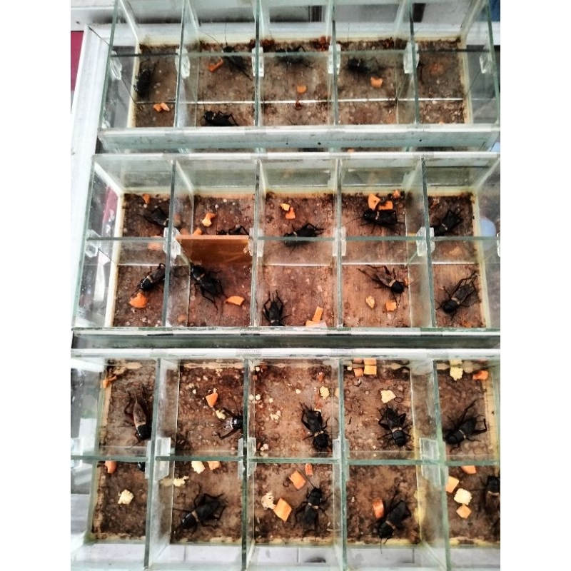 Jangkrik Alam/Aduan Kecil/Sedang