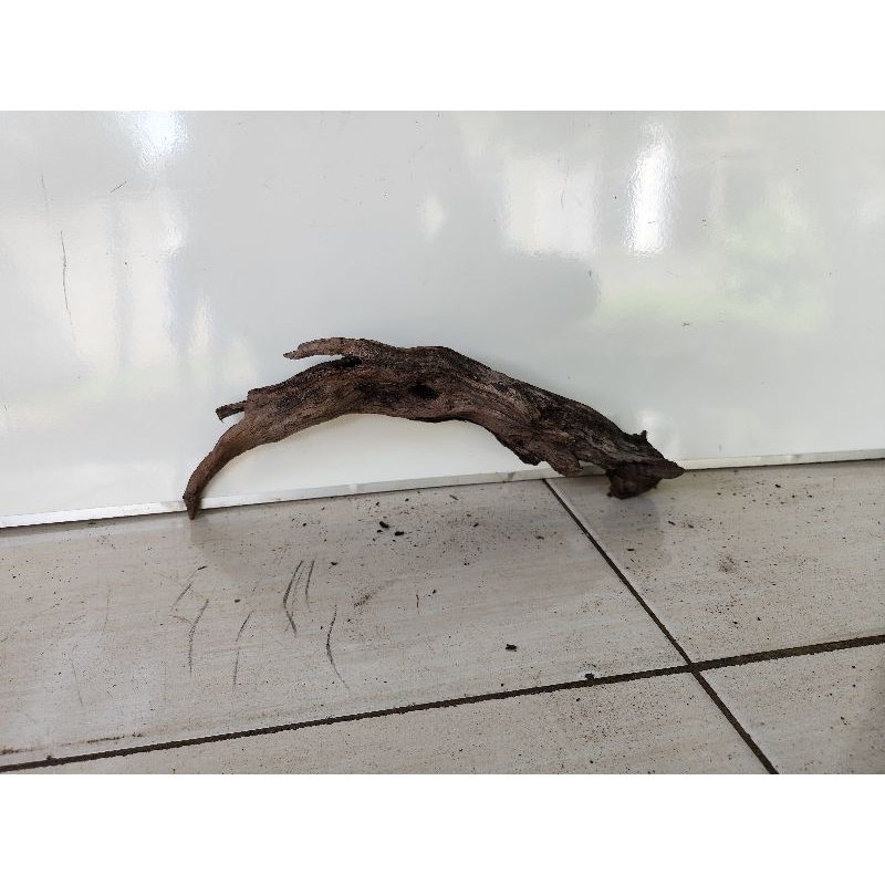 Kayu santigi laut tenggelam