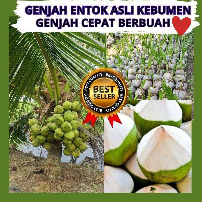 Kelapa Kuning Pendek, Bibit Kelapa Kopyor Madu, Bibit Kelapa Kecil isi 5 bibit