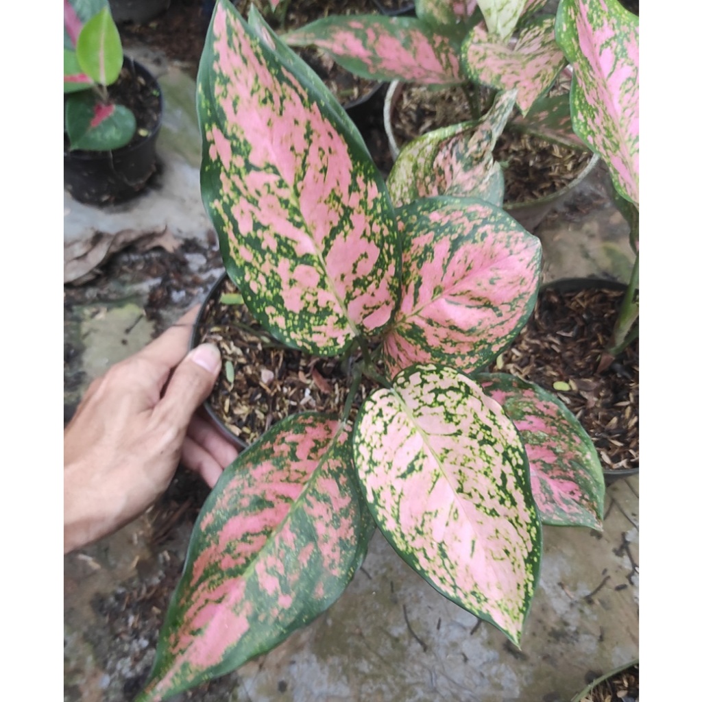 Aglonema Kirana (Pink Ruby) Tanaman Hias Aglonema / Aglaonema Kirana